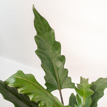 Alocasia Lauterbachiana - ↨80cm - Ø19cm + Korb Selin