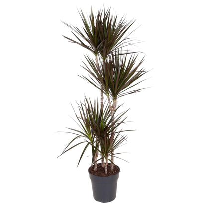 Dracaena Magenta - Drachenbaum - ↨150 cm - Ø27cm