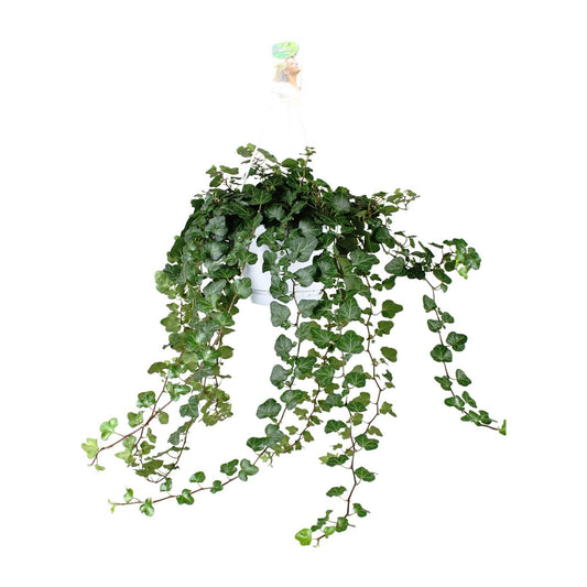 Hedera Helix Wonder - Efeu - Ø17cm - ↨70cm