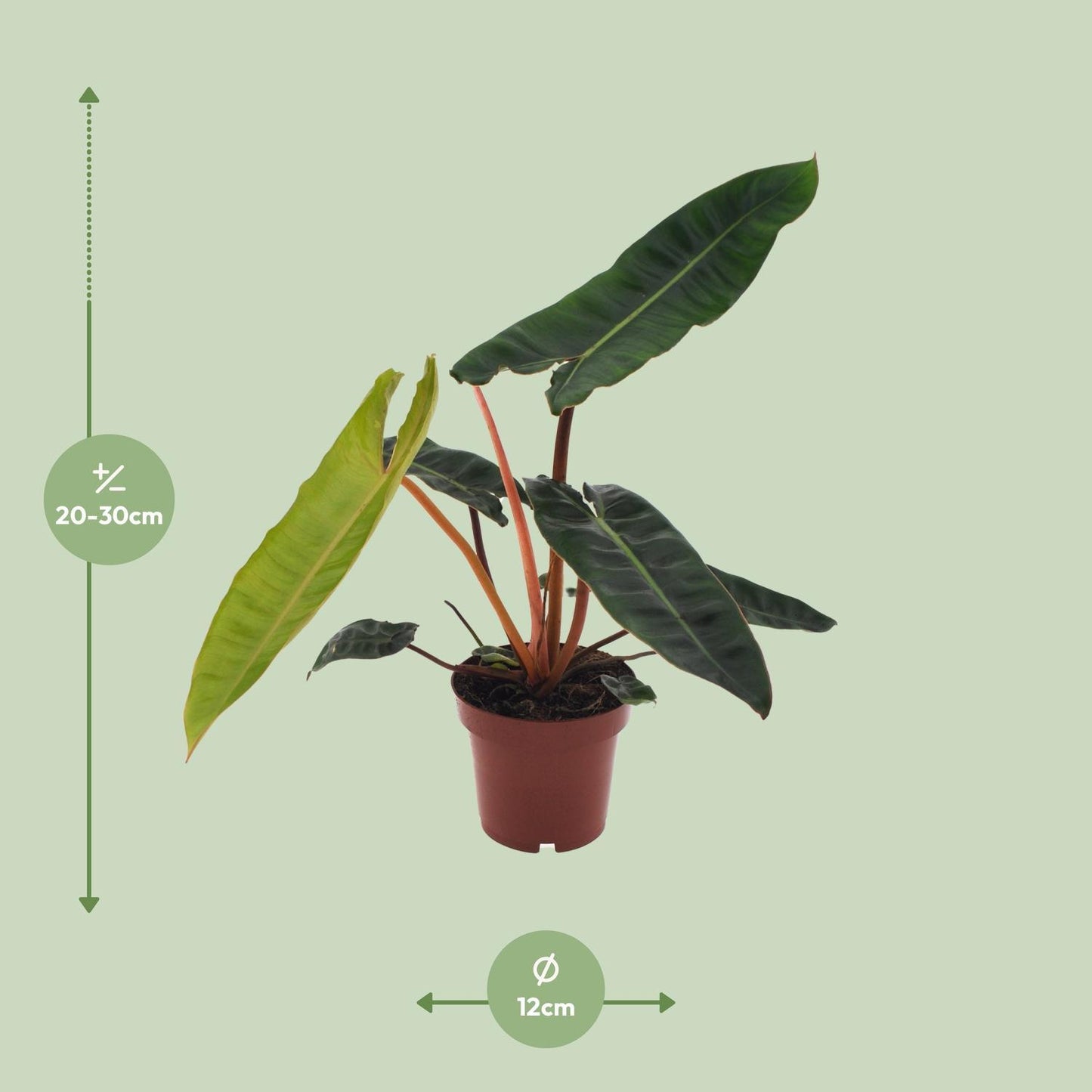 Philodendron Billietiae - Ø12cm - ↨25cm