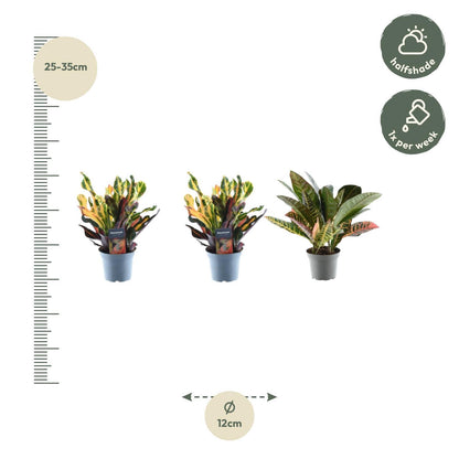 3x Croton Codiaeum - Wunderstrauch mix - ↨30cm - Ø12cm