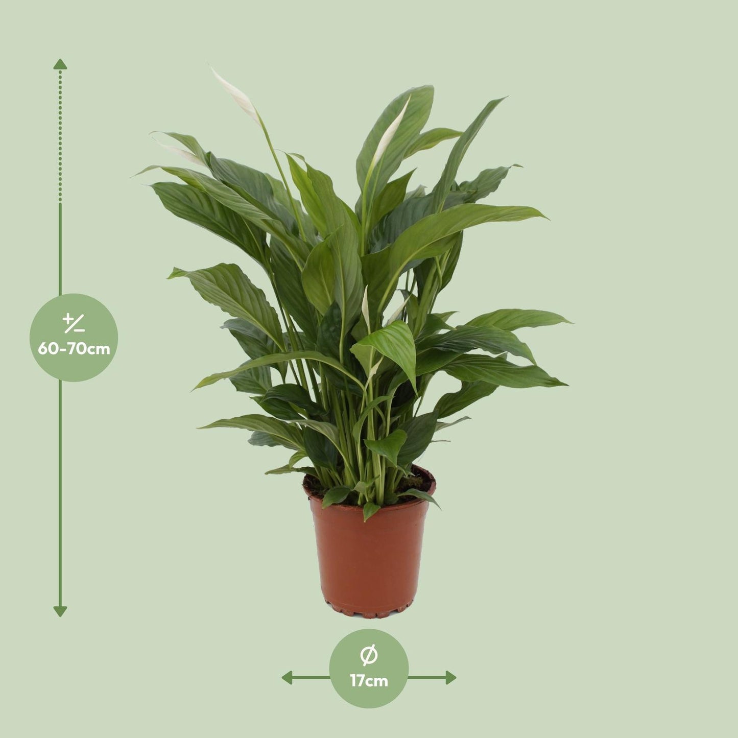 Spathiphyllum Torelli  - Ø17cm - ↨65cm