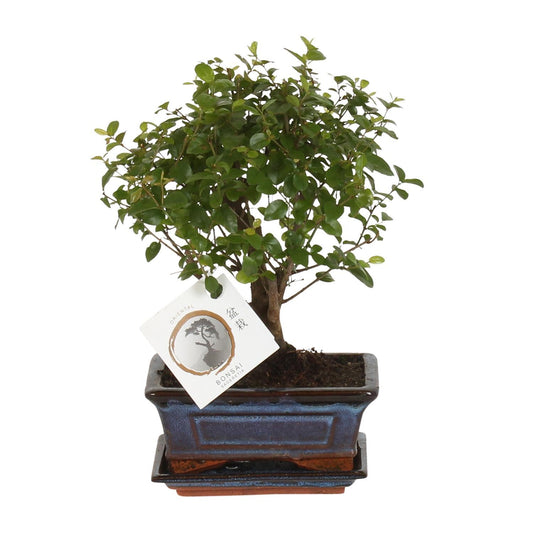 Bonsai Kugelform - Ø15cm - ↨30cm