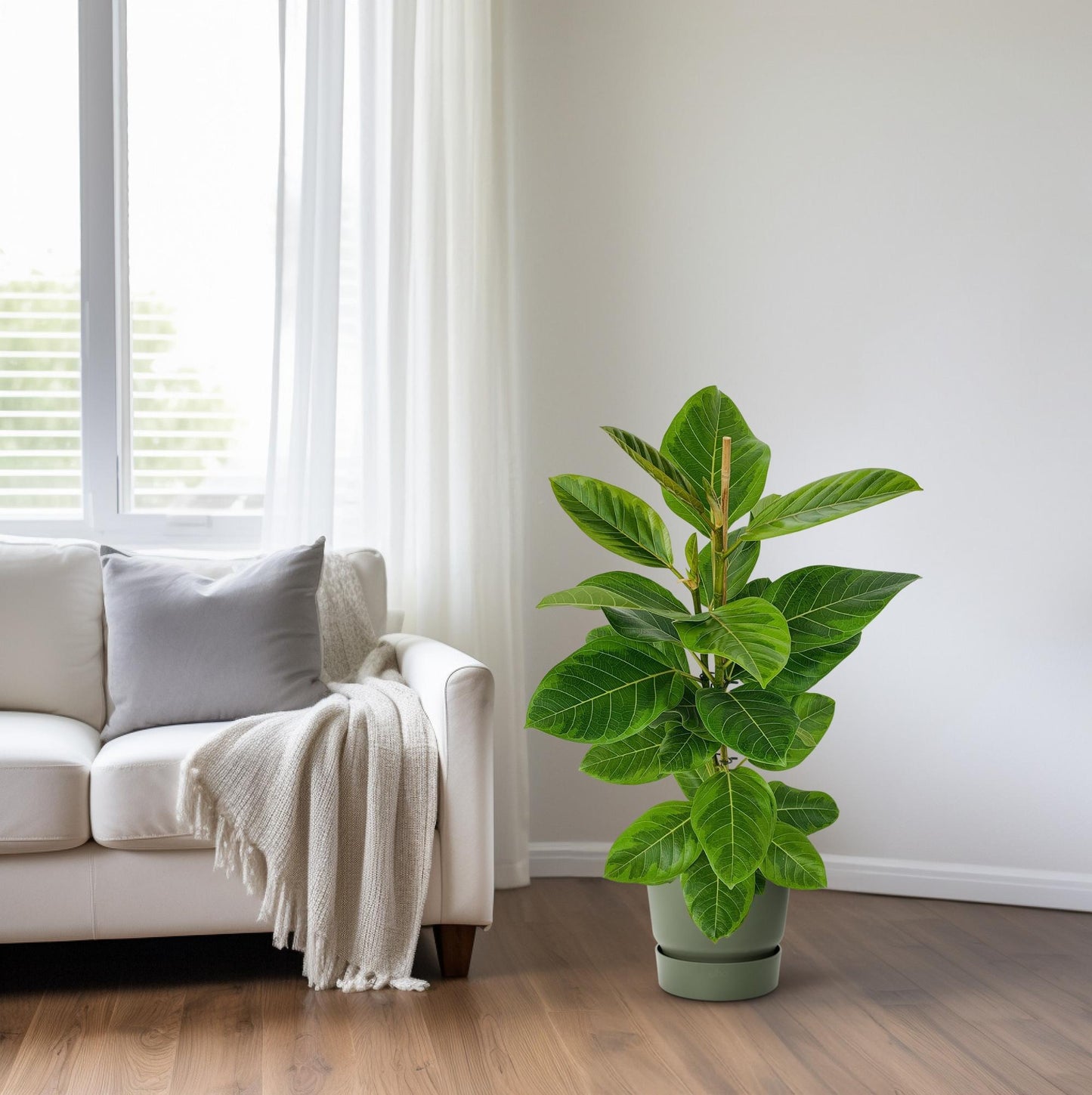 Ficus Altissima - Goldene Feige - Ø21cm - ↨95cm