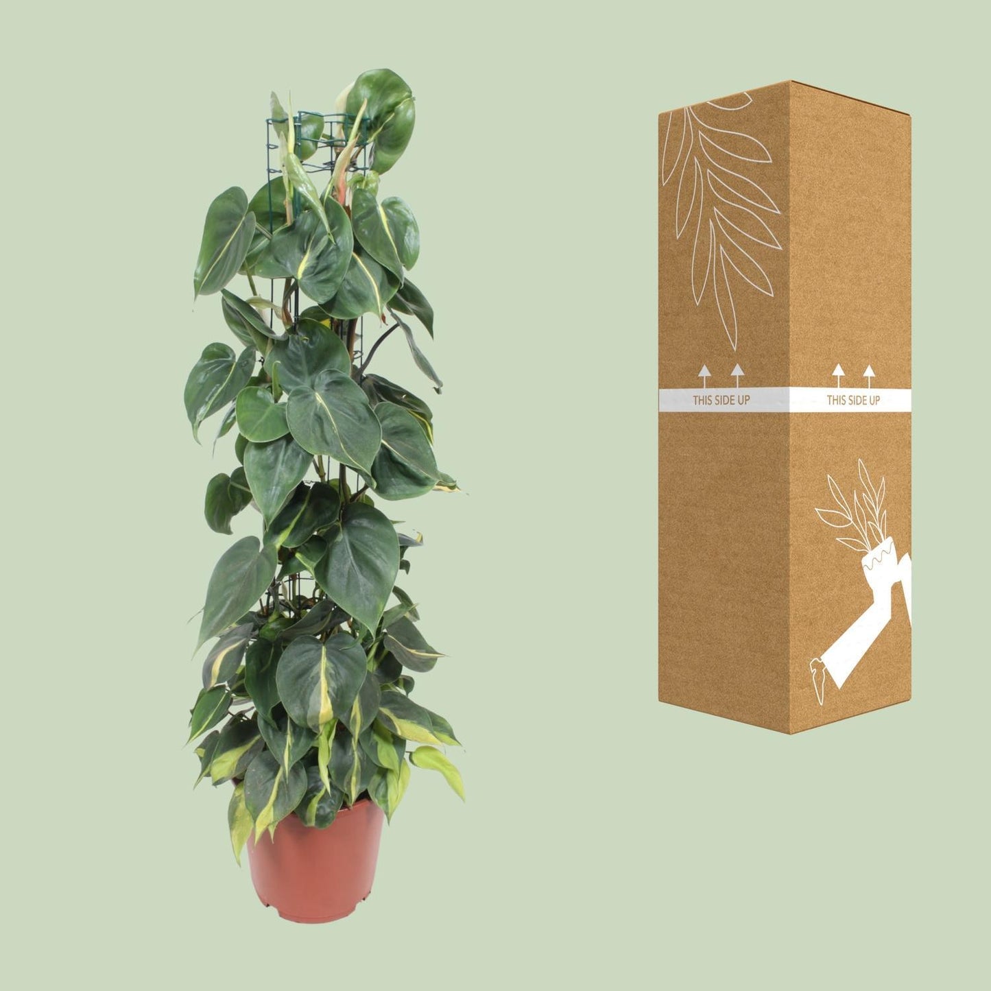 Philodendron Scandens Brasil - Ø24cm - ↨120cm