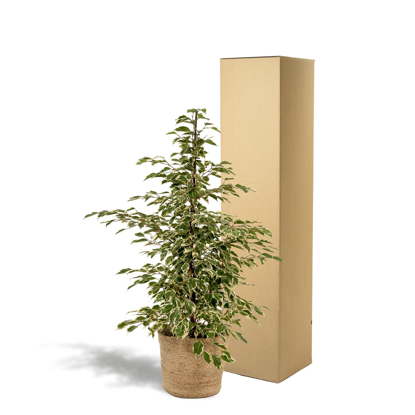 Ficus benjamina Twilight - Ø21cm - ↨95cm + Korb Selin