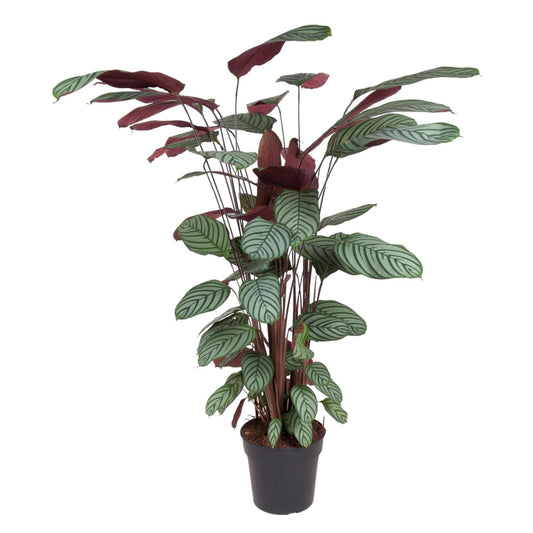 Calathea Oppenheimiana - Korbmarante - ↨140 cm - Ø27cm