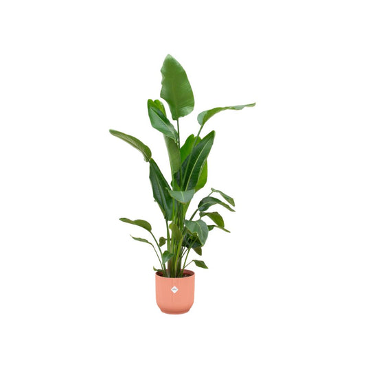 Strelitzia Nicolai inkl. Elho Vibes Fold Topf rosa - ↨160cm - Ø30cm