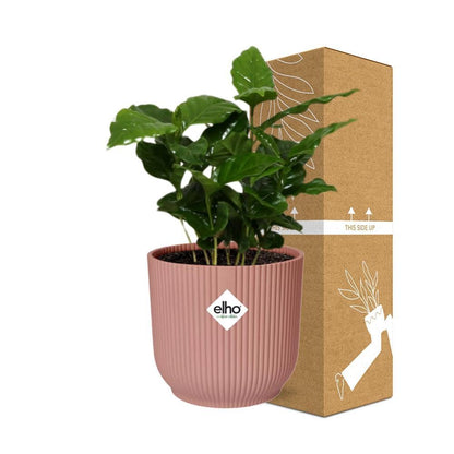 Coffea Arabica - Kaffeepflanze -20cm-30cm - in ELHO Vibes Fold 14cm rosa