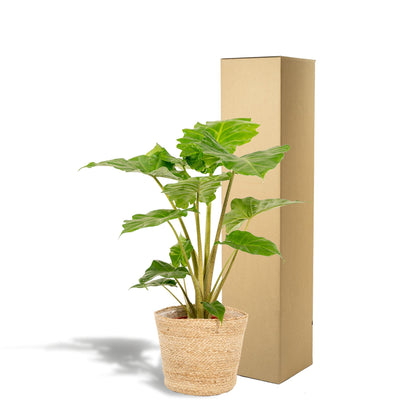 Alocasia Portodora - ↨80cm - Ø21cm + Korb Selin