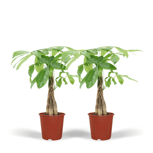 2x Pachira Aquatica - Geldbaum - ↨50cm - Ø14cm