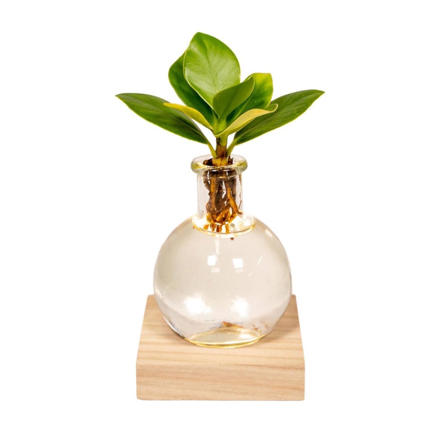 Clusia im Glas - Autographenbaum -  im Glas mit Led - Ø4cm - ↨10cm