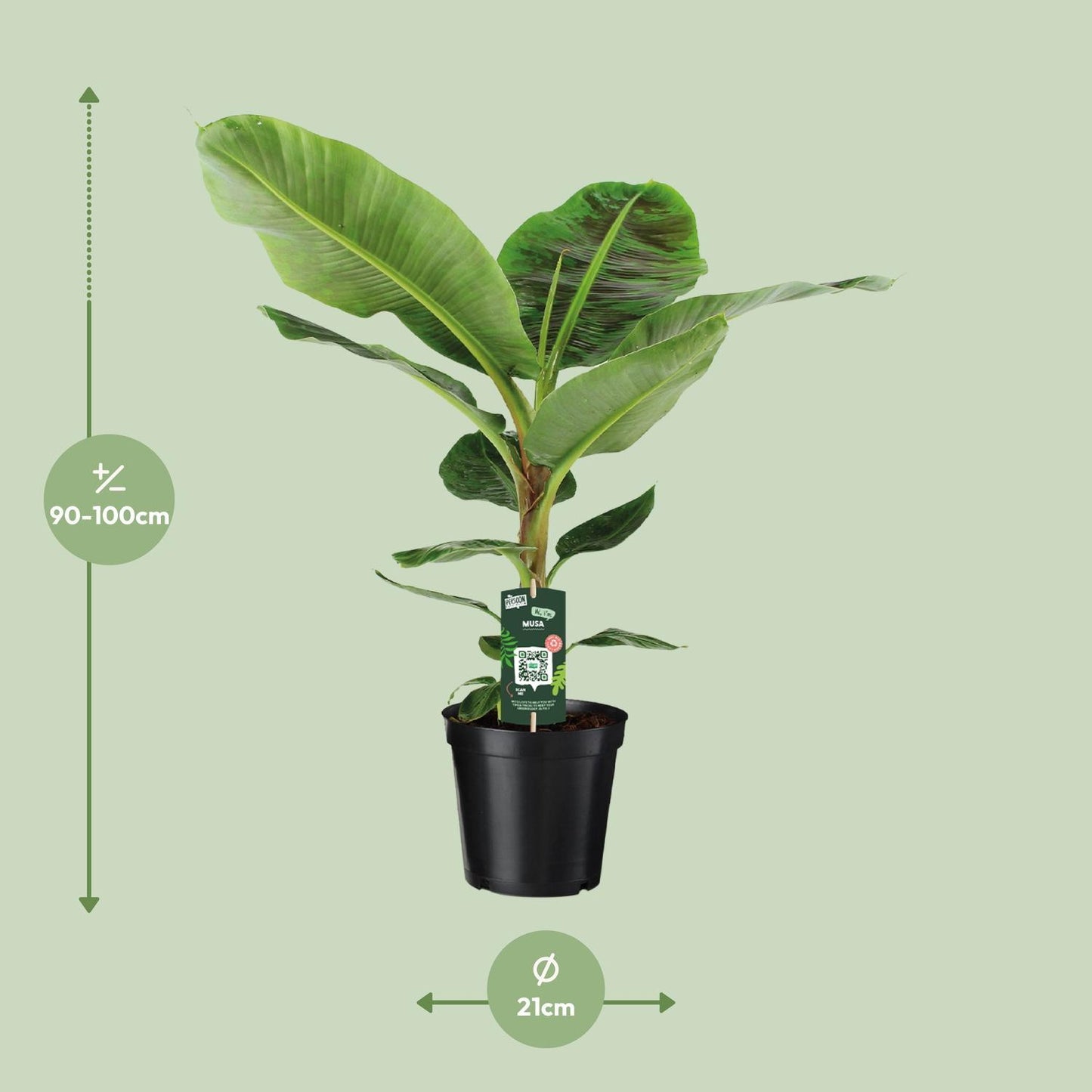 Musa Dwarf Cavendish - Bananenpflanze - Ø21cm - ↨90cm