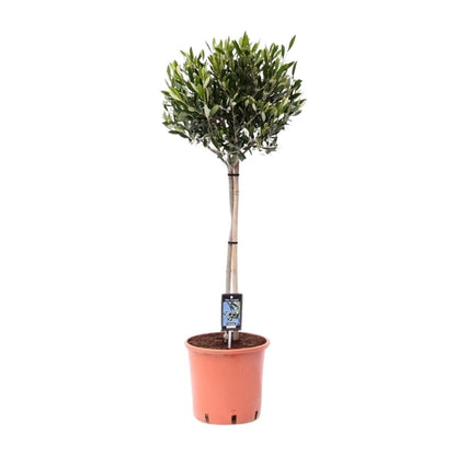 Olea Olijf - Ø22cm - ↨100cm