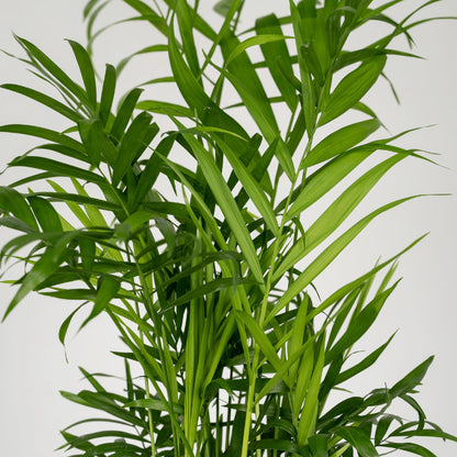 2x Chamaedorea Elegans - Mexikanische Bergpalme - Ø12cm - ↨40cm