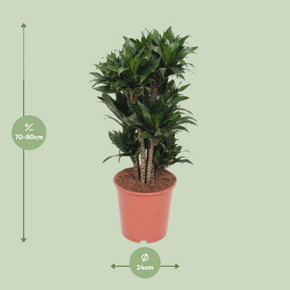 Dracaena Compacta - Drachenbaum - Ø24cm - ↨80cm