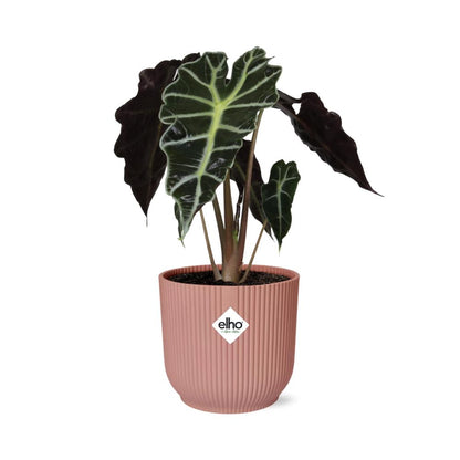 Alocasia Polly - 20-30cm - 14cm ELHO Vibes Fold 14cm rosa