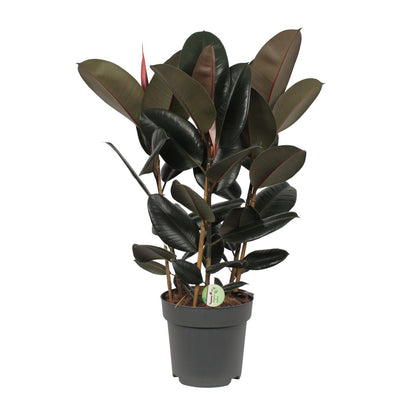 Ficus Abidjan - Gummibaum - Ø27cm - ↨90cm