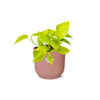 Epipremnum Pinnatum ‘Golden Pothos’ - 10cm-20cm in ELHO Vibes Fold Topf 14cm rosa