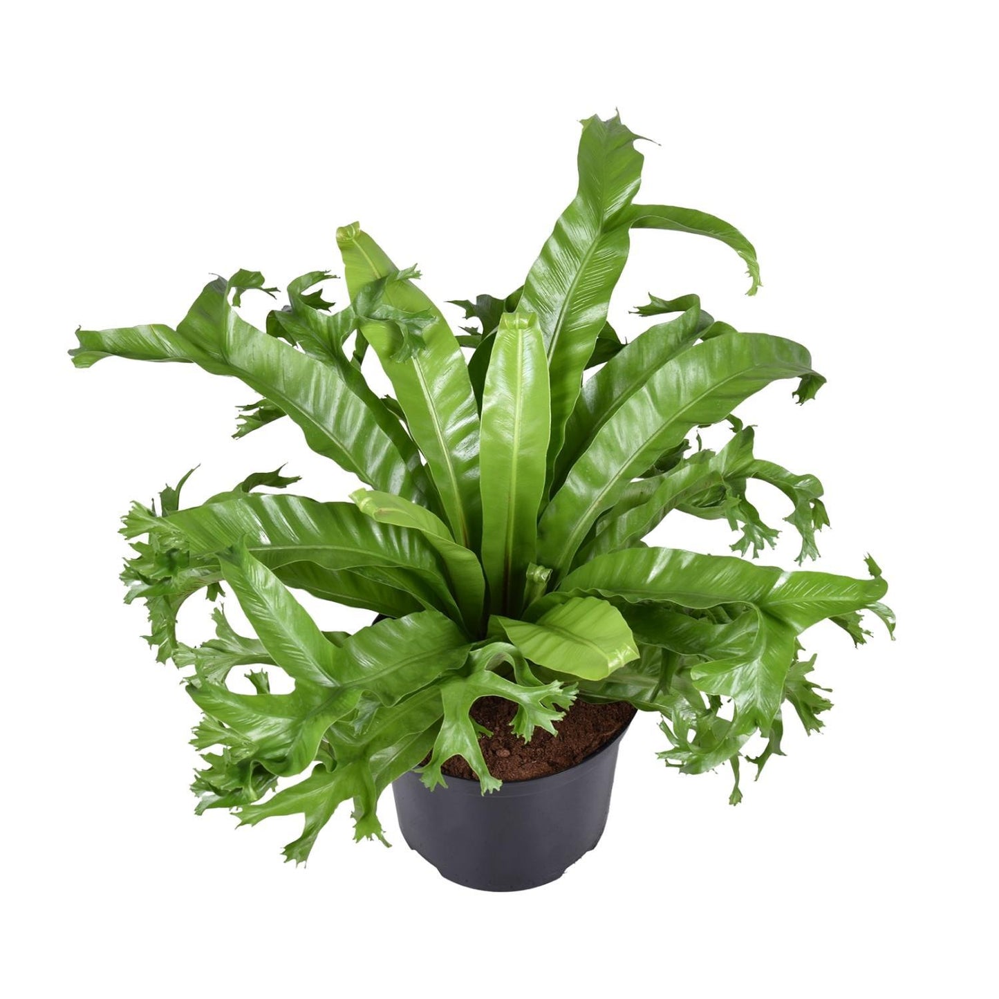 Asplenium Nidus Crissie - Nestfarn - ↨55cm - Ø23cm