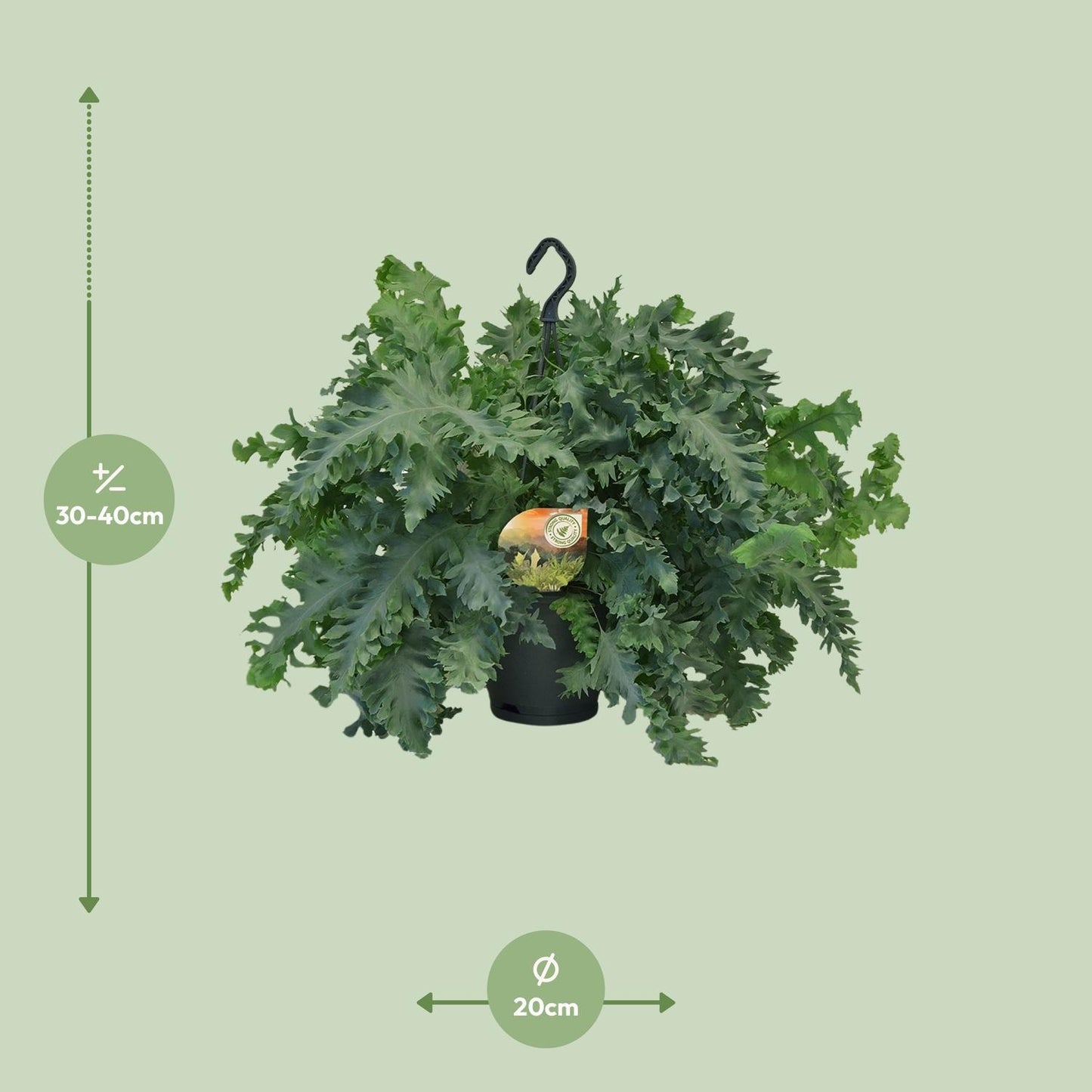 Phlebodium Davana - Ø20cm -  ↨40cm