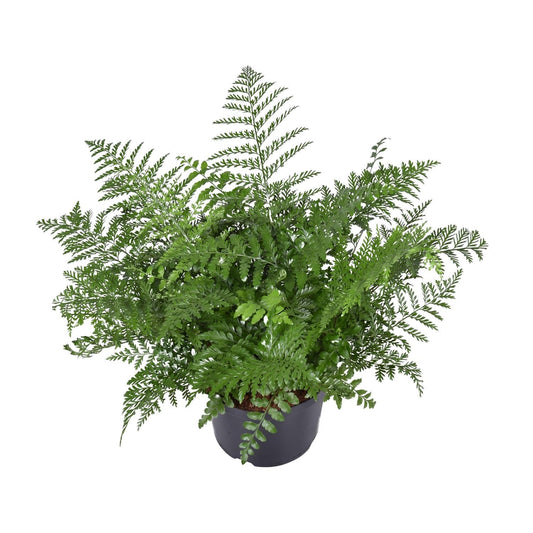 Asplenium Parvati - Nestfarn - ↨55cm - Ø23cm