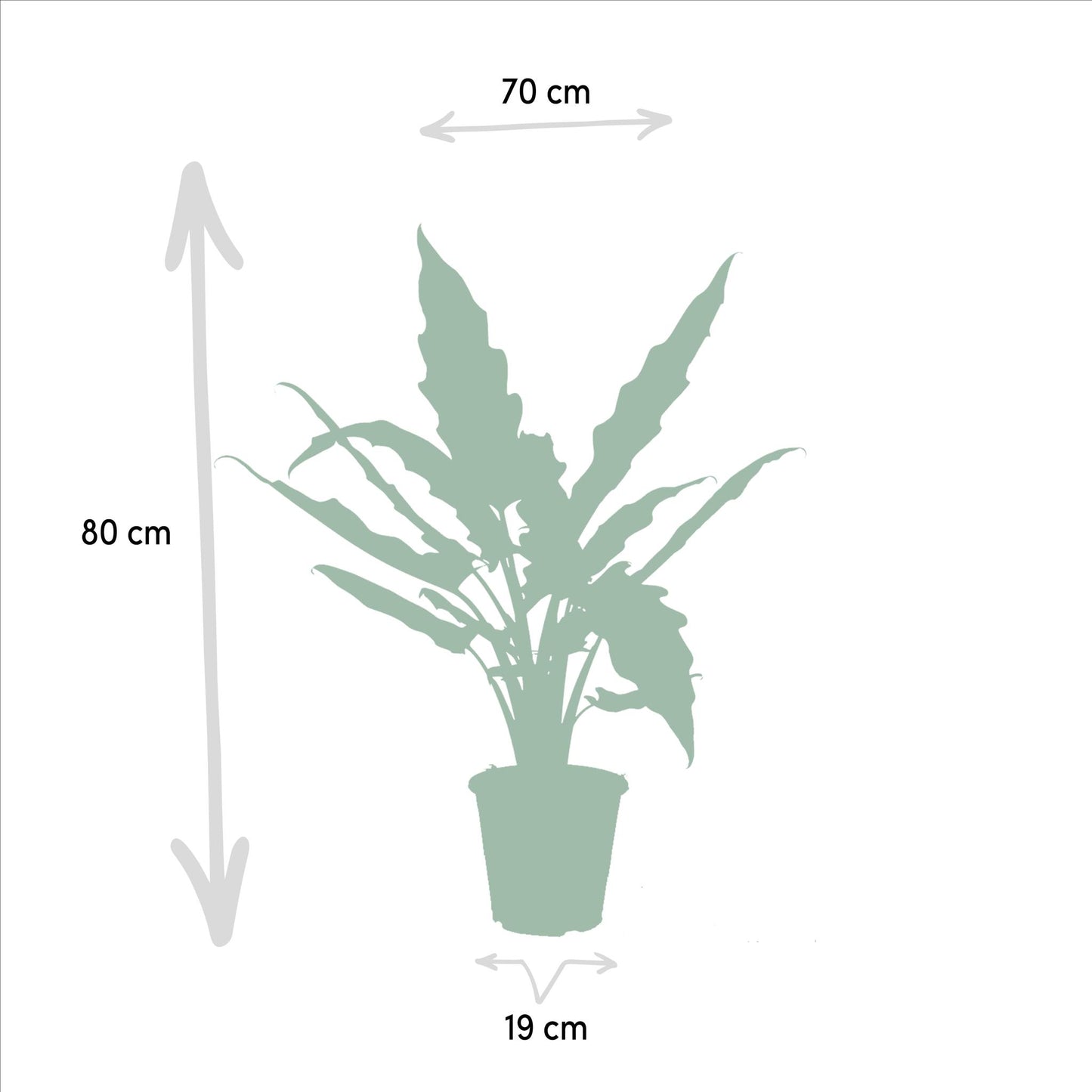 Alocasia Cucullata -↨60cm - Ø19cm  + Alocasia Lauterbachiana -↨75cm - Ø19cm