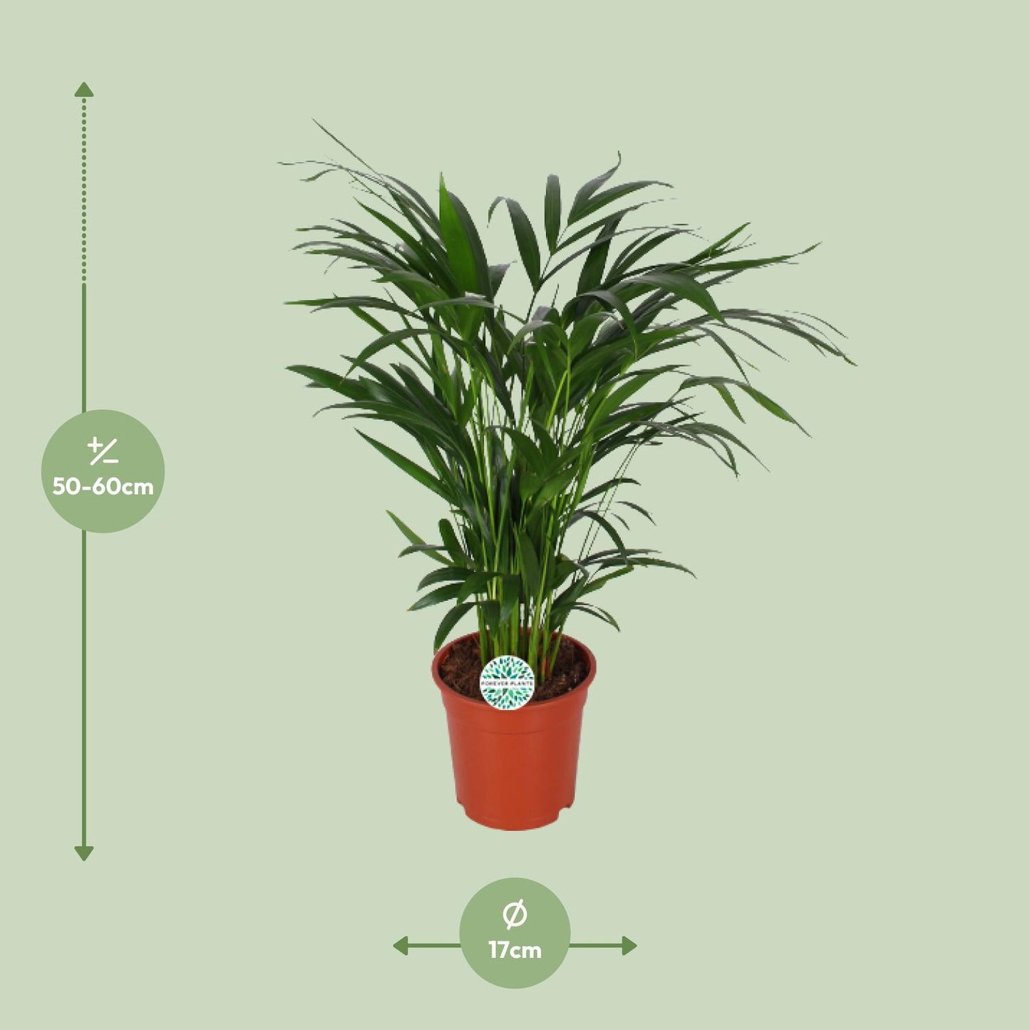 Areca Dypsis Lutescens - Goldfruchtpalme - ↨60cm - Ø17cm