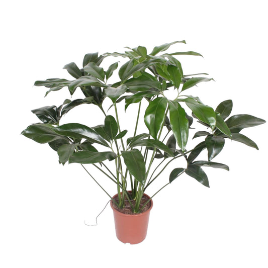 Philodendron Green Wonder - ↨120cm - Ø27cm