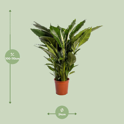 Spathiphyllum Sweet Sebastiano - Ø24cm - ↨110cm