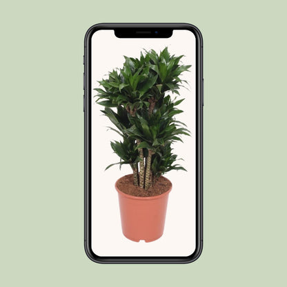 Dracaena Compacta - Drachenbaum - Ø24cm - ↨80cm