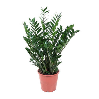 Zamioculcas Zamiifolia - ↨100cm - Ø27cm