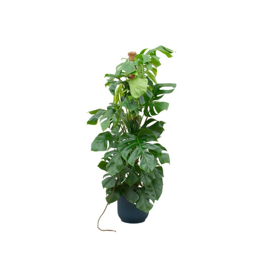 Kombideal - Monstera Pertusum XL - inkl. Elho Vibes Fold Topf blau Ø30cm - ↨150 cm