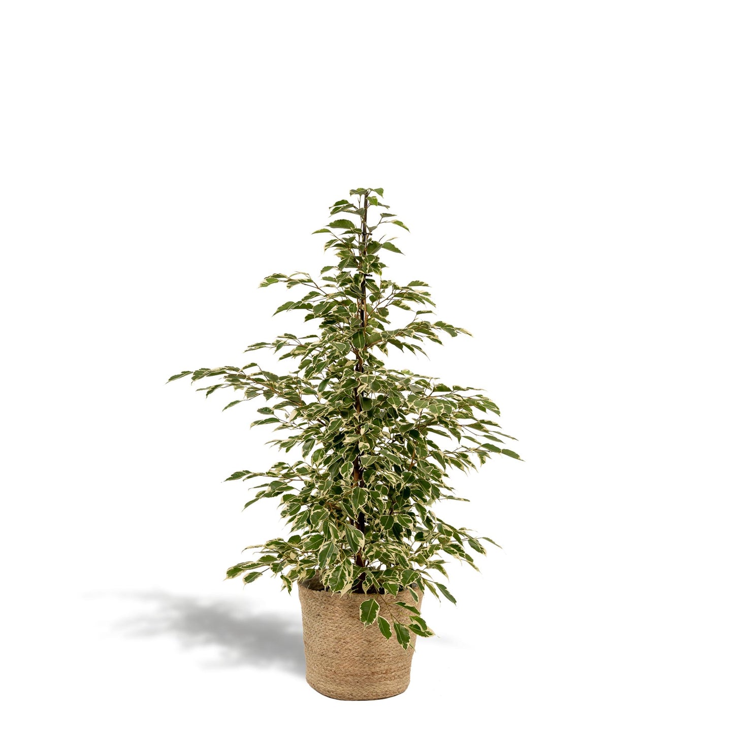 Ficus benjamina Twilight - Ø21cm - ↨95cm + Korb Selin