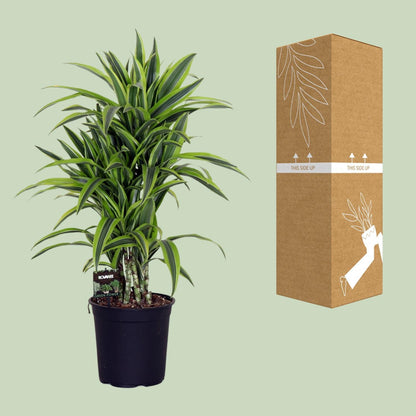 Dracaena Lemon Lime - Drachenbaum - Ø24cm - ↨100cm