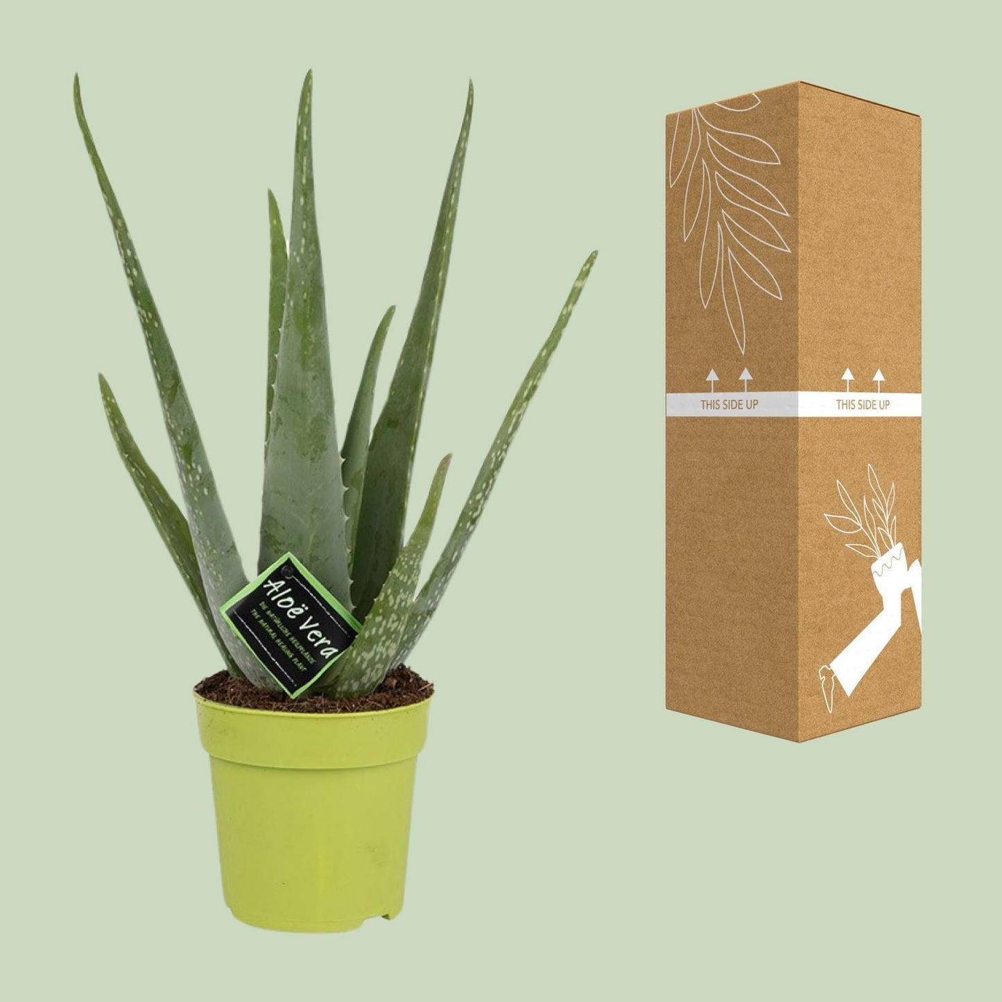 Aloe Vera - ↨45cm - Ø12cm