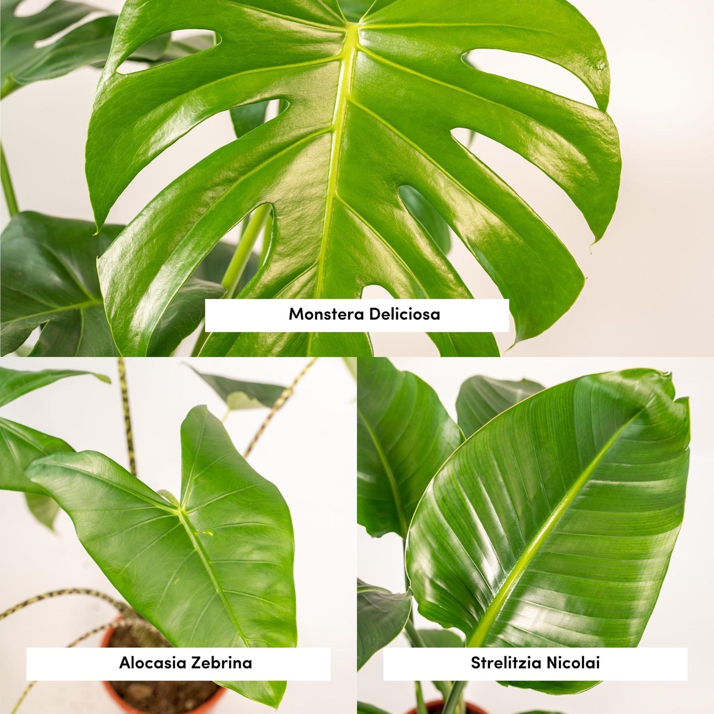 Monstera Deliciosa - Ø21cm - ↨75cm + Alocasia Zebrina - Ø19cm - ↨75cm + Strelitzia Nicolai - Ø19cm - ↨85cm