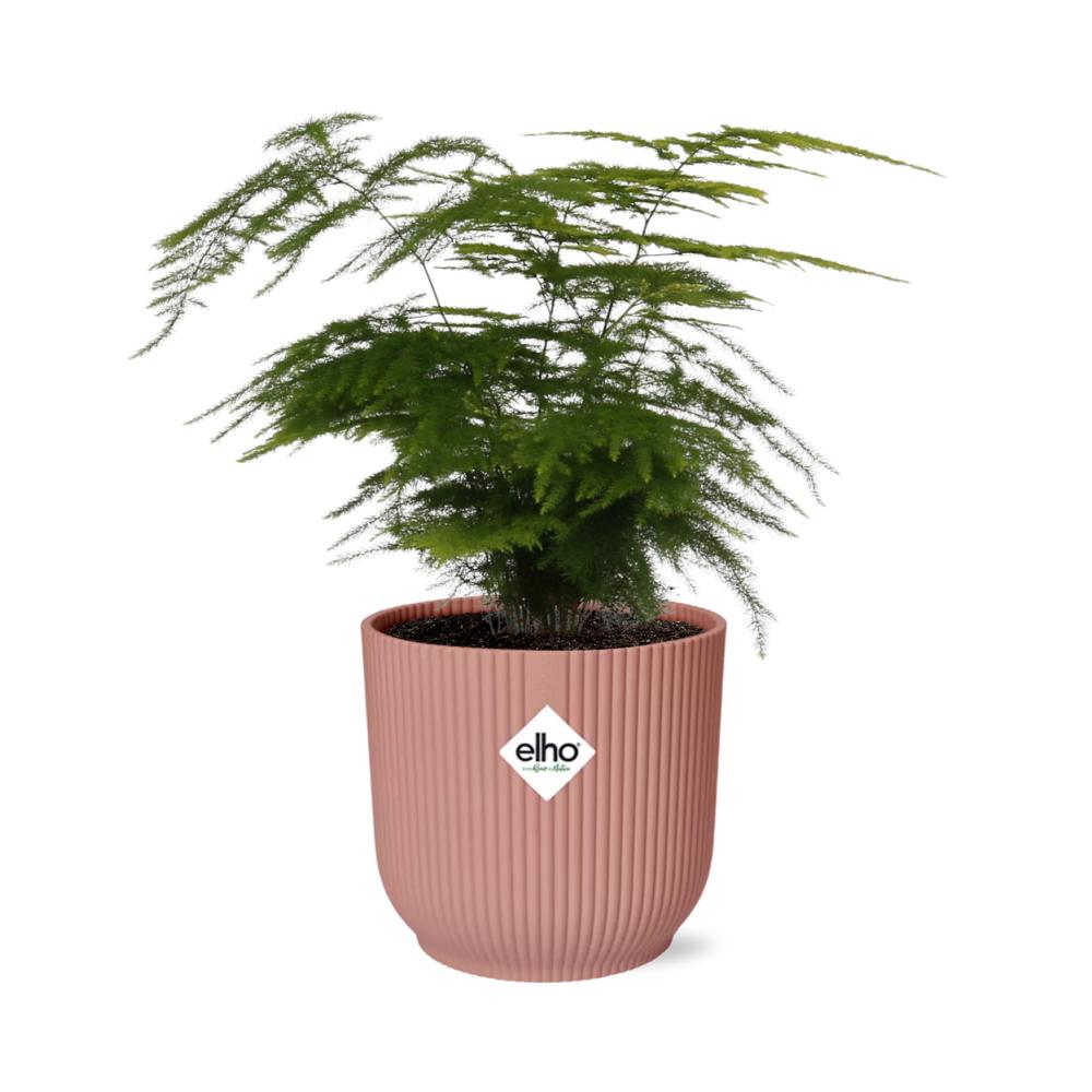 Asparagus Setaceus ‘Plumosus’ - 20cm-30cm in ELHO Vibes Fold 14cm rosa