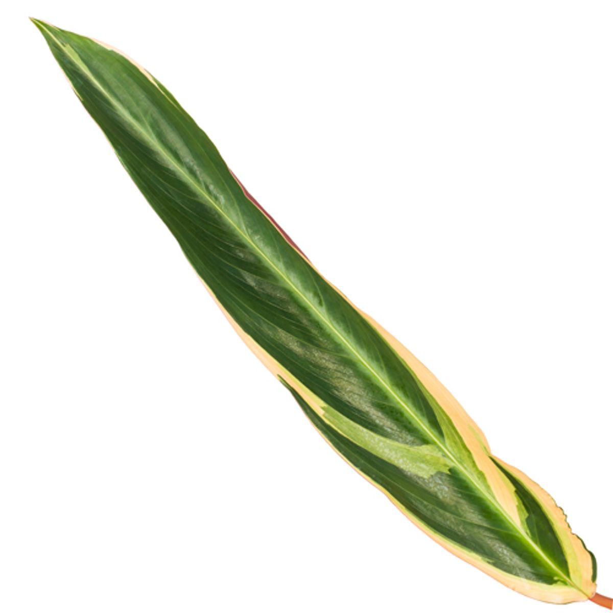 Calathea Triostar - Pfauenpflanze - ↨80 cm - Ø19cm