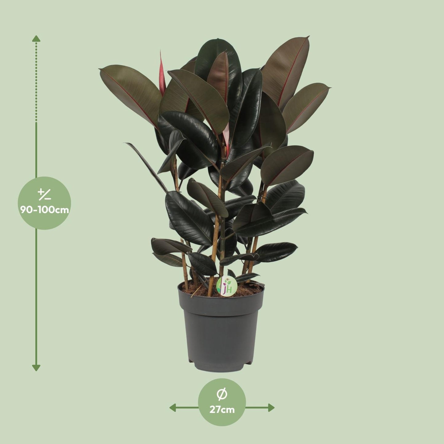 Ficus Abidjan - Gummibaum - Ø27cm - ↨90cm