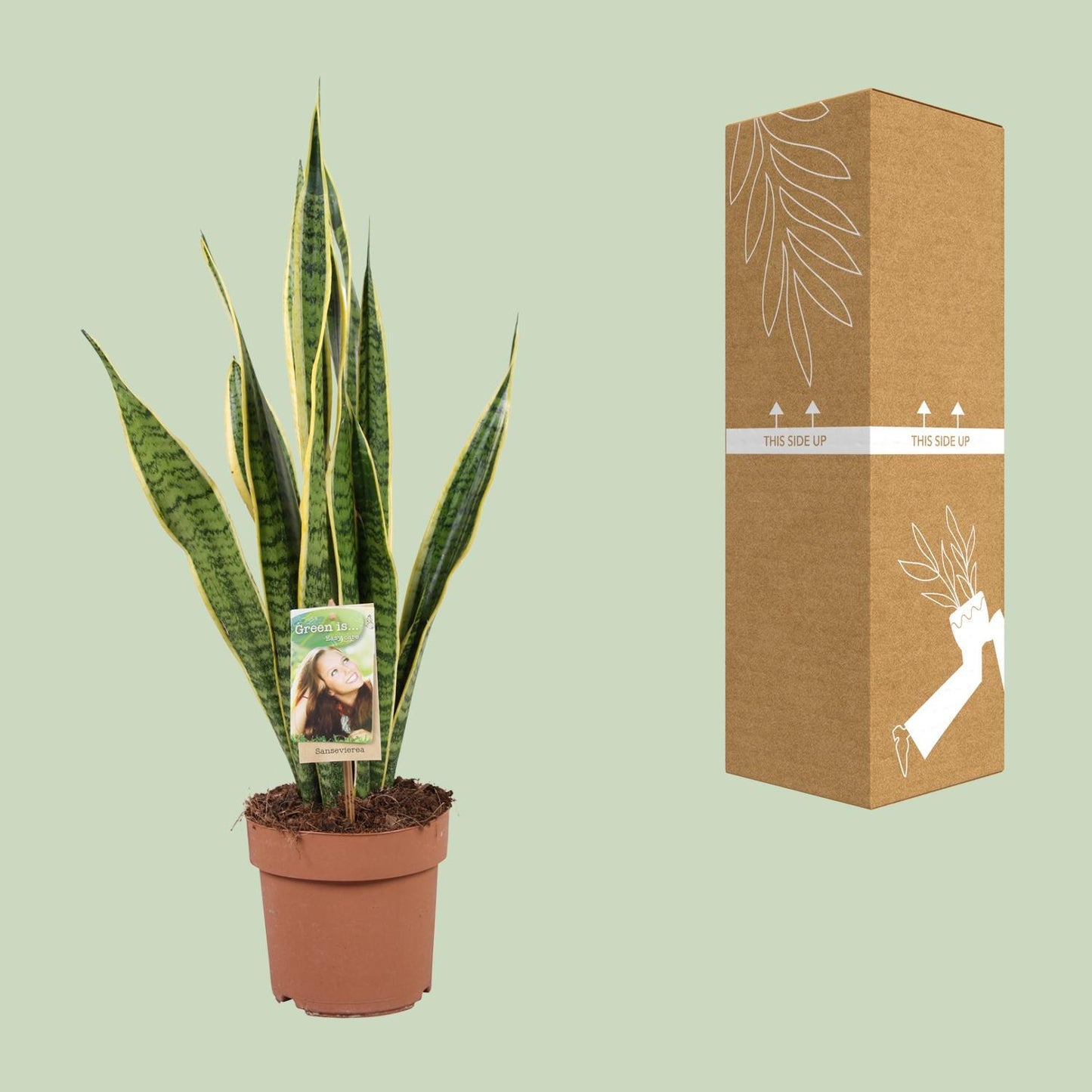 Sansevieria Trifasciata Laurentii - Ø17cm - ↨60cm