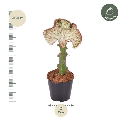 Euphorbia Lactea Cristata - rot - ↨30cm - Ø10,5cm