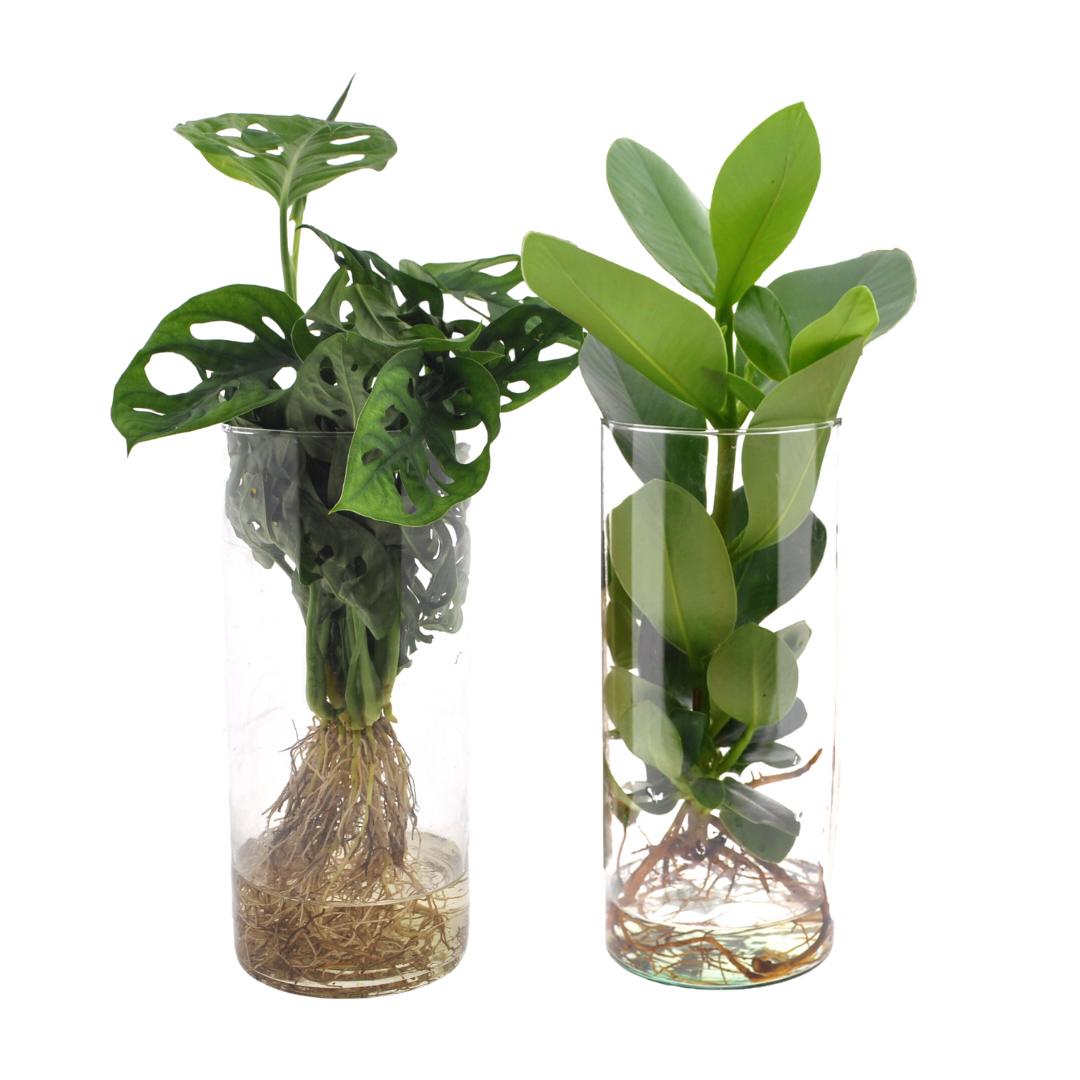 Zylinderglas Monstera und Clusia -  Ø12cm - ↨25-40cm