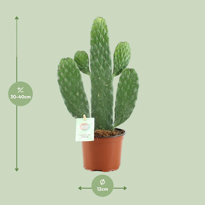 Opuntia Rubescens Consolea - Ø12cm - ↨35cm