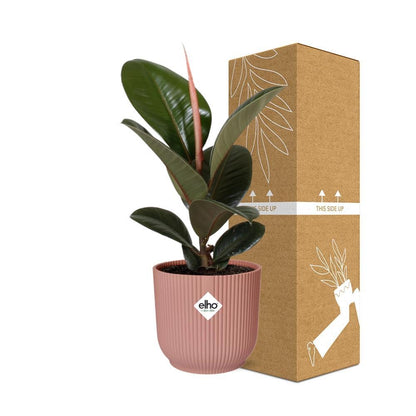 Ficus Elastica Robusta - 30cm-40cm  in ELHO Vibes Fold Topf 14cm rosa