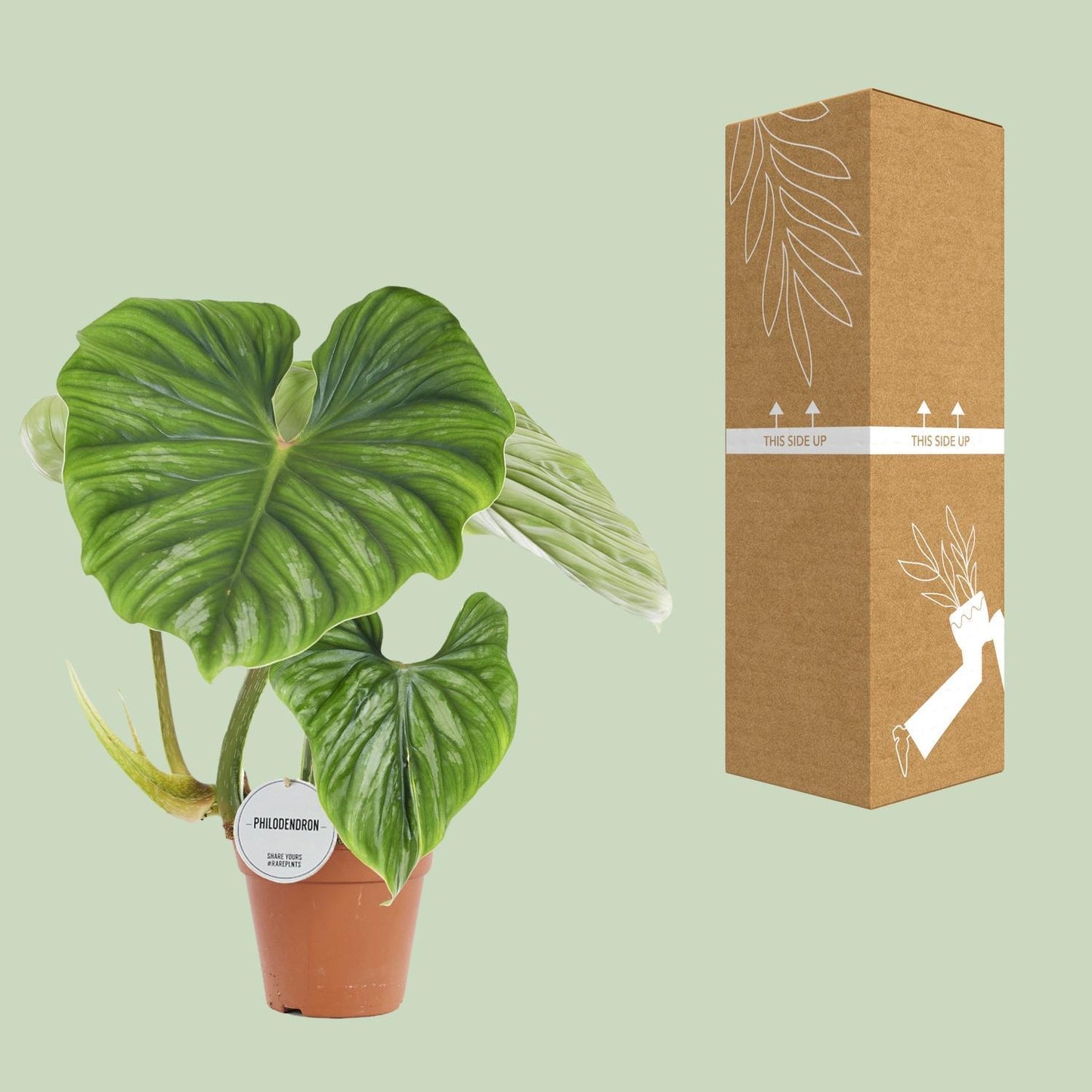 Philodendron Plowmanii - Ø15cm - ↨50cm