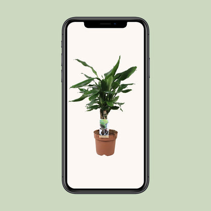 Dracaena Steudneri - Drachenbaum - Ø17cm - ↨55cm