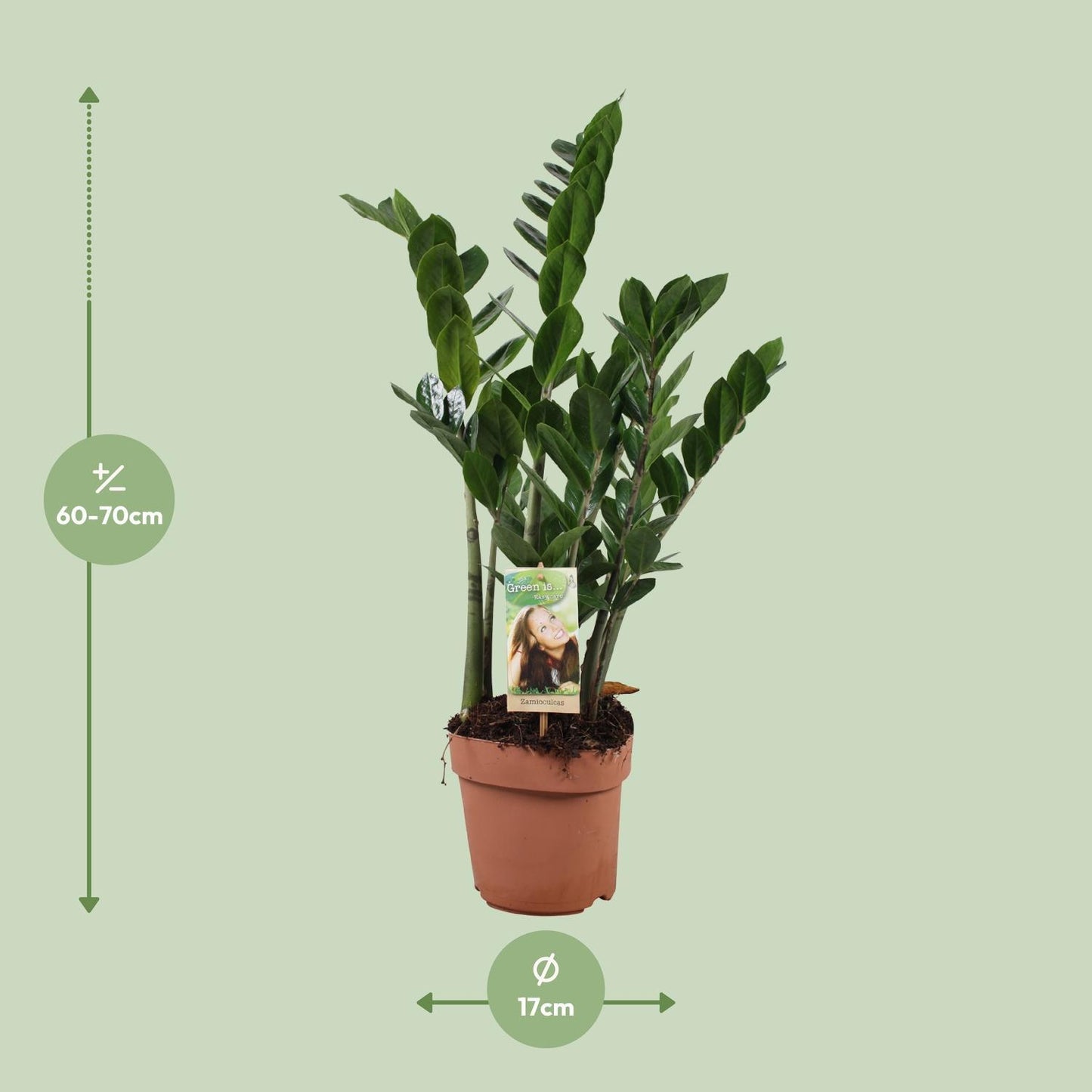 Zamioculcas Zamiifolia - Ø17cm - ↨70cm