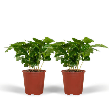 2x Coffea Arabica - Kaffeepflanze - Ø12cm - ↨25cm