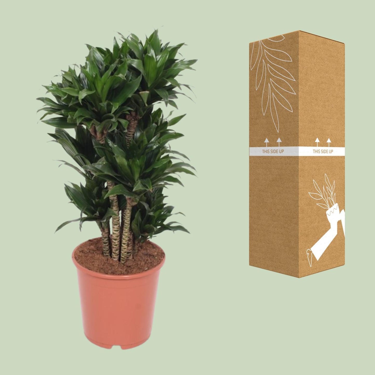 Dracaena Compacta - Drachenbaum - Ø24cm - ↨80cm